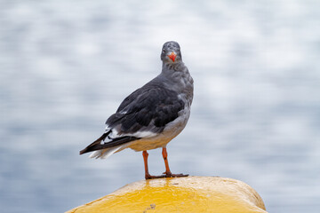 Dolphin gulls in Ushuaia - Argentina