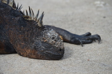 Iguana descansando, Islas galápagos Ecuador