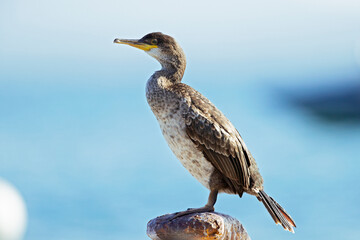 European shag(Phalacrocorax aristotelis) perched and resting.