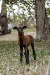 Fototapeta premium Baby goat looking at the camera