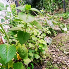 plants in the garden