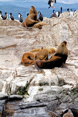 Cormorants, Seals and sea lions, Beagle Channel - Argentina