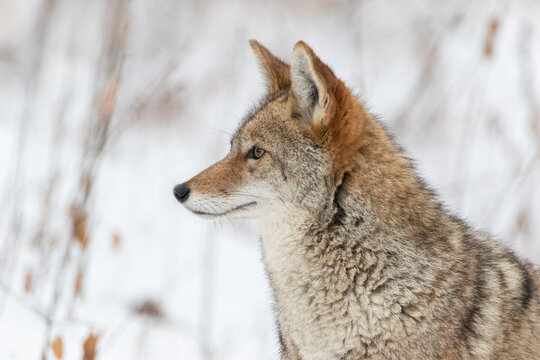 Extreme closeup profile portrait of Coyote in winter