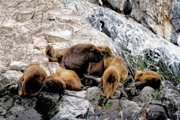 Fototapeta premium Seals and sea lions, Beagle Channel - Argentina