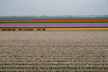 Field of rows of tulips in the Netherlands