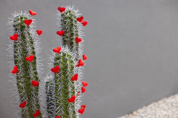 Cactuses in garden with small red hearts on it. Selective focus.