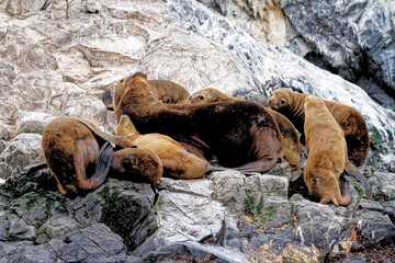 Seals and sea lions, Beagle Channel - Argentina