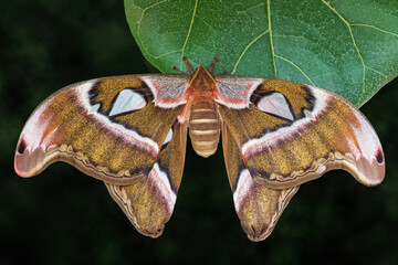 Female Atlas moth on green leaf against dark background