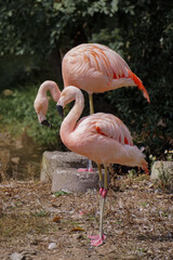 Two pink flamingos in zoo