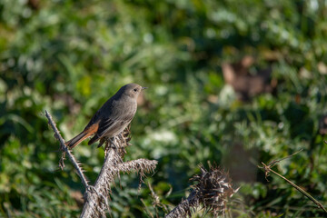 robin on a branch
