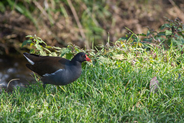 bird on grass