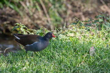 blackbird
