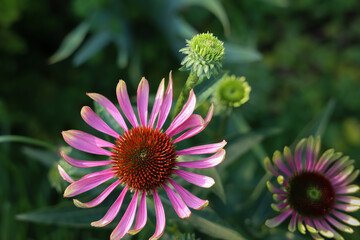 Fototapeta premium Horizontal photo of charmingly beautiful, bicolored pink coneflowers, echinacea purpurea, green twister, in a prairie garden in Chicago. 