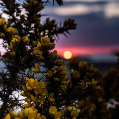 Scenic Sunrise at Talmine - Scotland