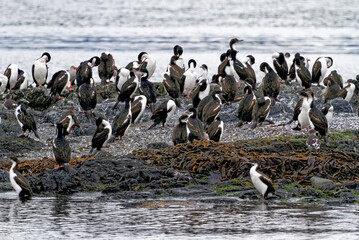 Cormorants on an island in the Beagle Channel, Ushuaia, Tierra del Fuego, Argentina, South America