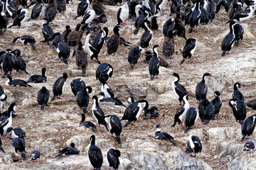 Obraz premium Cormorants on an island in the Beagle Channel, Ushuaia, Tierra del Fuego, Argentina, South America