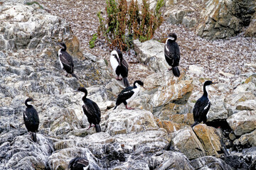Fototapeta premium Cormorants on an island in the Beagle Channel, Ushuaia, Tierra del Fuego, Argentina, South America