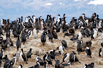 Cormorants on an island in the Beagle Channel, Ushuaia, Tierra del Fuego, Argentina, South America