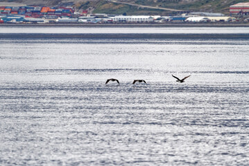 Cormorant flying in the Beagle Channel - Ushuaia