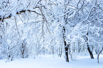 Winter fairy forest. Trees covered with snow in the forest on a clear day.