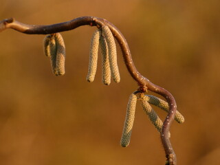Corkscrew hazel (Corylus avellana) - twisted branch with catkins, Gdansk, Poland