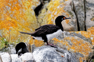 Obraz premium A King or blue-eyed cormorant in Beagle Channel