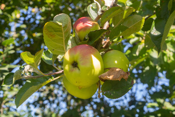 Apples ripening on an apple tree