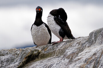 Cormorants on an island in the Beagle Channel, Ushuaia, Tierra del Fuego, Argentina, South America