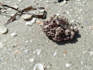 Coral Shell