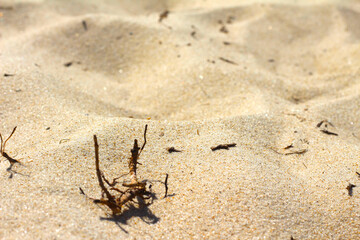 close up on the beach sands, focus on beach sand, fluffy sand