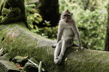 Cute monkey sitting on the stone, Bali, Indonsia