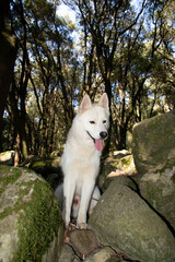 alaskan malamute dog