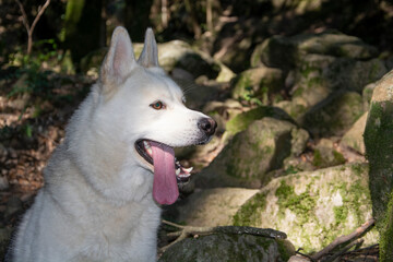 Obraz premium husky dog