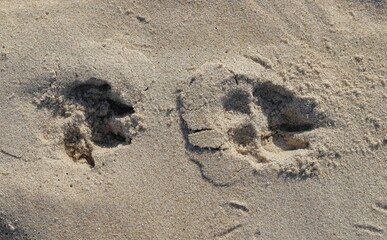 Dog footprints in the sand by the sea, sand prints.