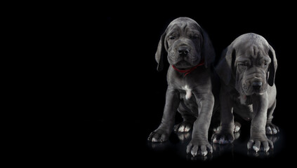 Two young great dane puppy purebreds