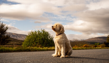 Golden Doodle sat in front of a scenic scottish highlands