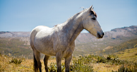 Obraz na płótnie Canvas Hermoso caballo español en el campo en El Cocuy