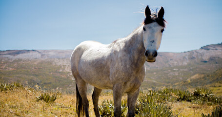 Hermoso caballo español en el campo en El Cocuy