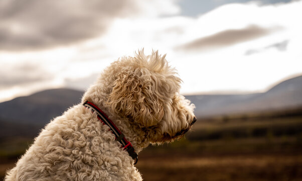 Golden Doodle sat in front of a scenic scottish highlands