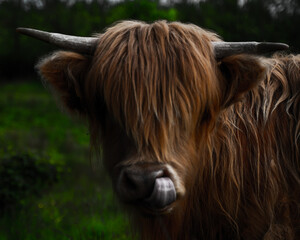 Close up portrait of furry Scottish Highland Cattle calf in cold weather - autumn time. Beautiful Highland Cattle standing on green pasture and looking to camera