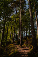 Scenic Autumnal Forest 