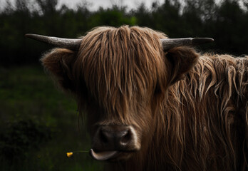 Close up portrait of furry Scottish Highland Cattle calf in cold weather - autumn time. Beautiful Highland Cattle standing on green pasture and looking to camera