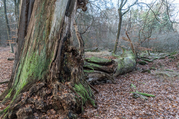 Naturschutzgebiet Mönchbruch im Winter