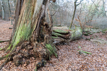 Naturschutzgebiet Mönchbruch im Winter