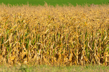 Crop of corn, close up
