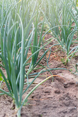 Selective focus on onion plants. Green onions in the garden. Growing onions per bulb. 