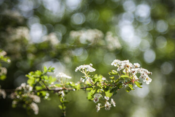 Arbre sauvage en fleur