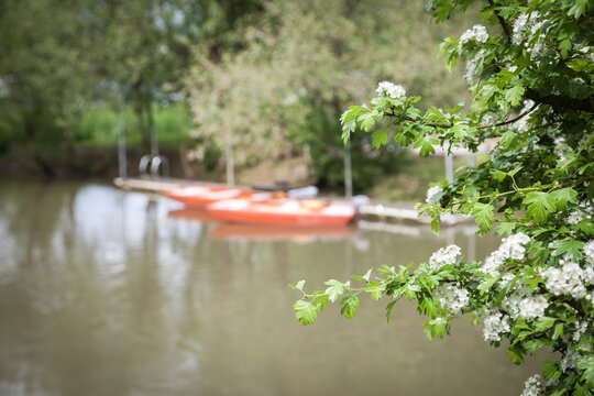 Arbre sauvage en fleur et barques en arri&egrave;re plan
