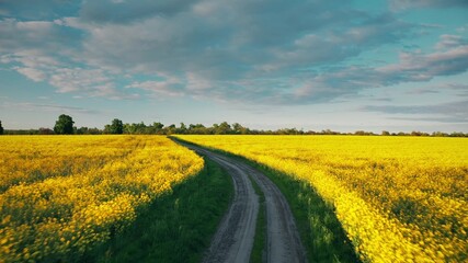 4K Flight Aerial Elevated Top View Of Spring Season Agricultural Landscape With Flowering Blooming Rapeseed, Oilseed In Field. Blossom Of Canola Yellow Flowers. Beautiful Rural Country Road At Sunset.