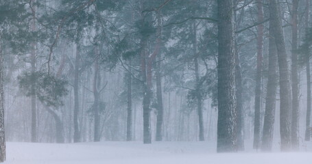 4K Dramatic Snowy White Forest In Winter Frosty Day. Snowing In Winter Frost Woods Pine Trunks.. Snowy Weather. Winter Snowy Coniferous Forest. Blizzard in Windy Day. Dark Mood Moody Toned Shot.